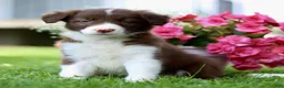 Border Collie dogs for sale: Bubbles  - Ad 3