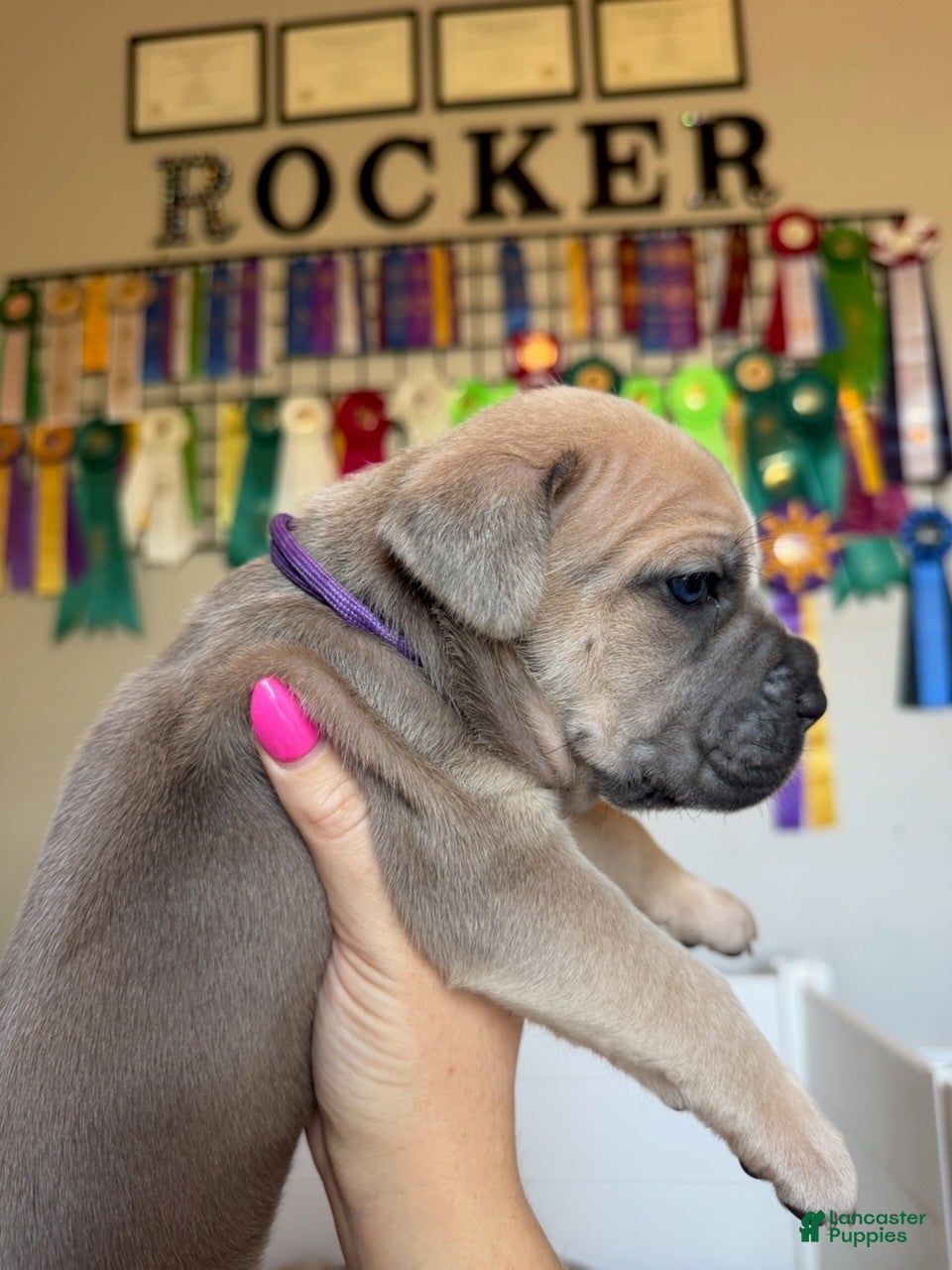 Cane Corso dogs Cane Corso Female 3 (Purple) - Ad 17