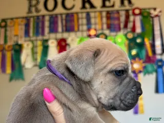 Cane Corso dogs Cane Corso Female 3 (Purple) - Ad 17