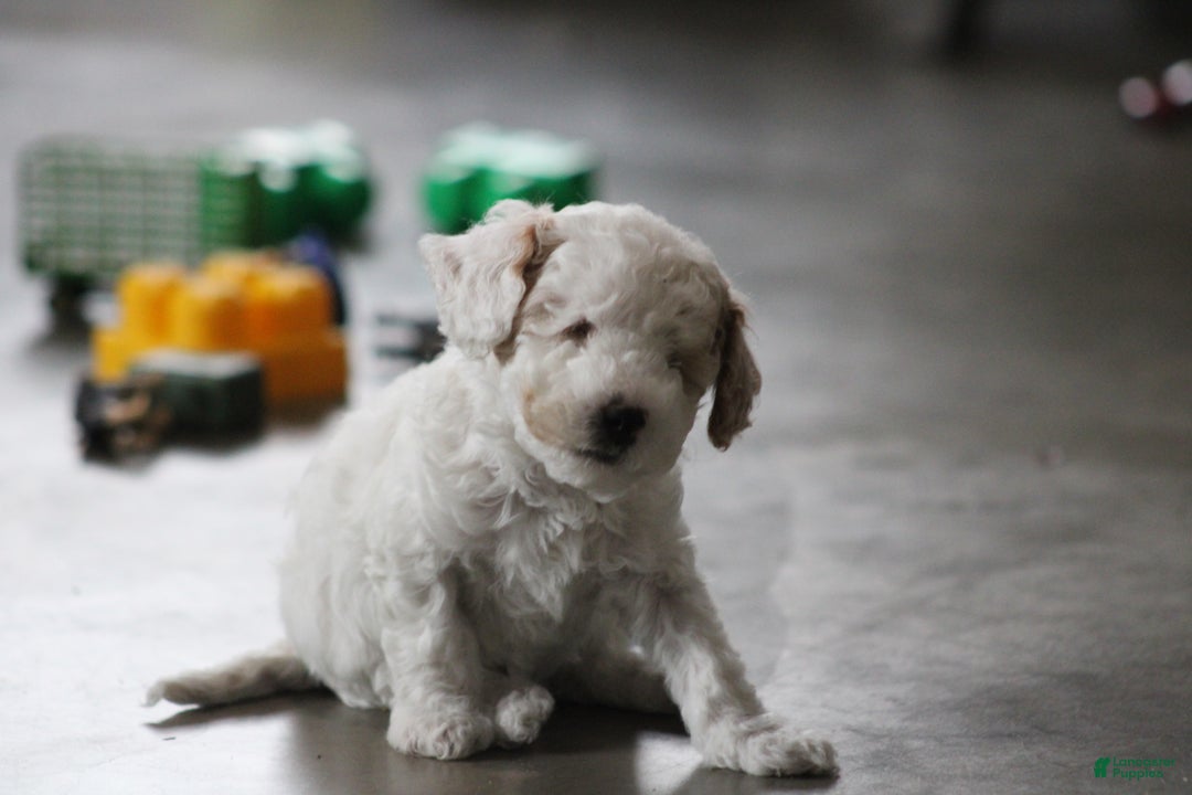 Cavapoo dogs for sale: Darla (Special Needs) - Ad 7