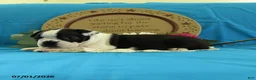 Boston Terrier dogs for sale: Viola - Ad 7