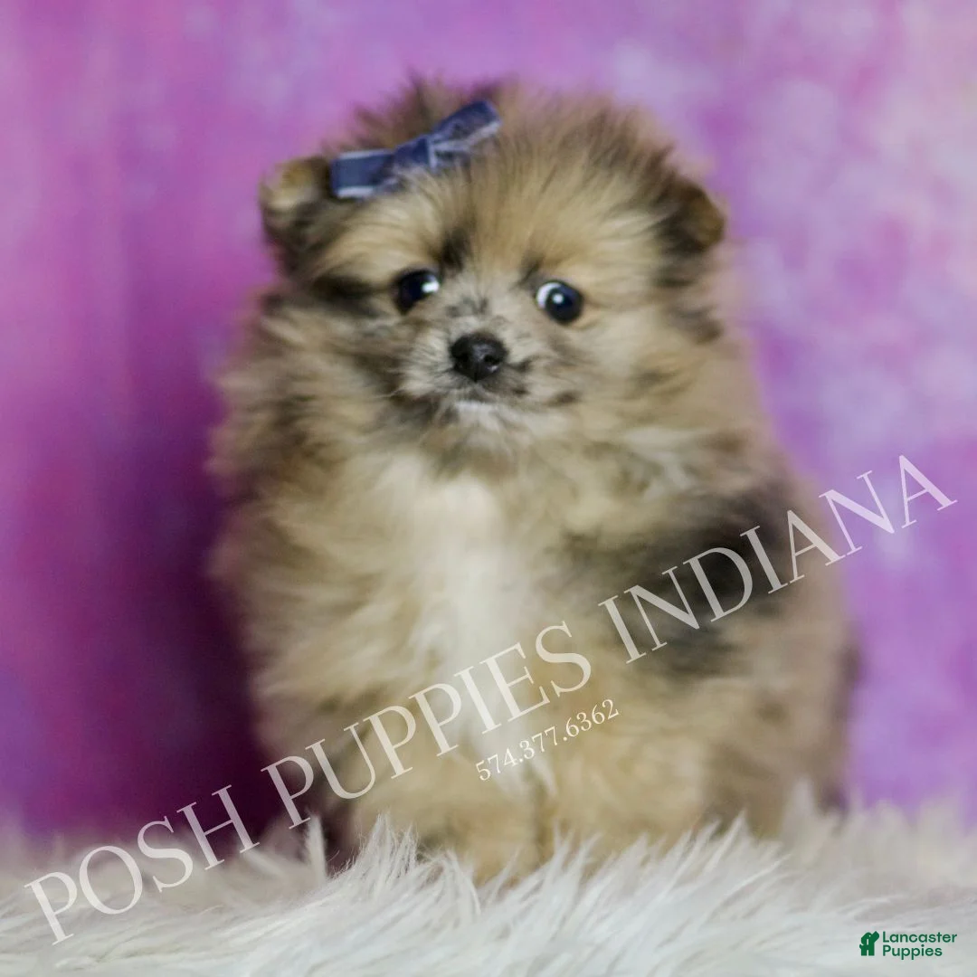 Pomeranian dogs for sale: Spot - Ad 2