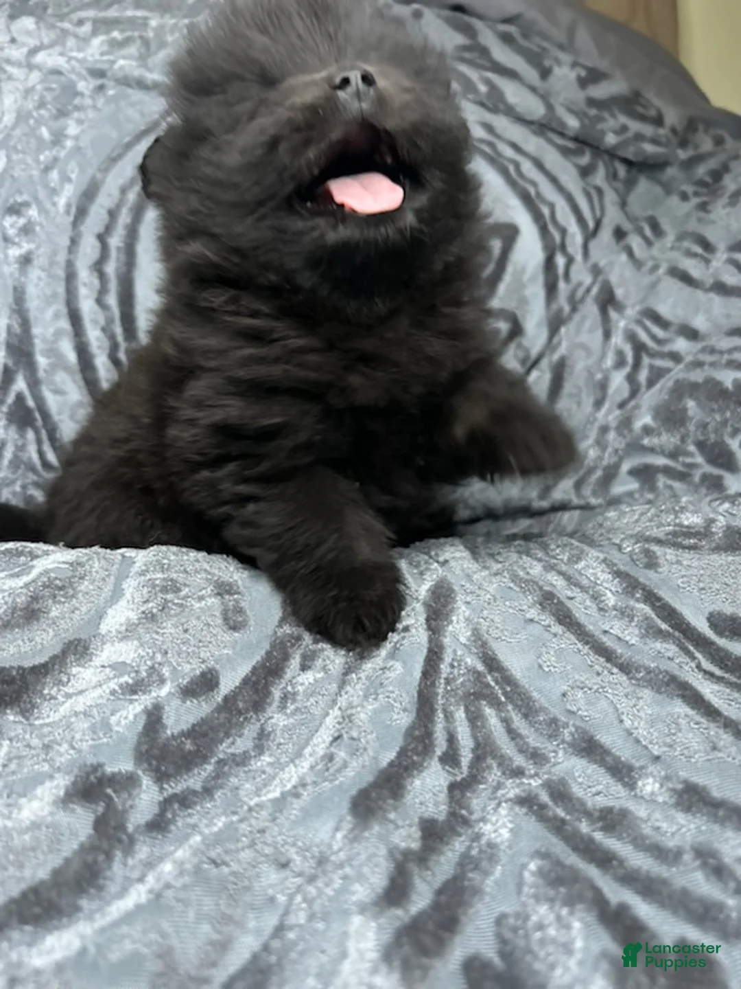 Pomeranian dogs for sale: Helios - Ad 6