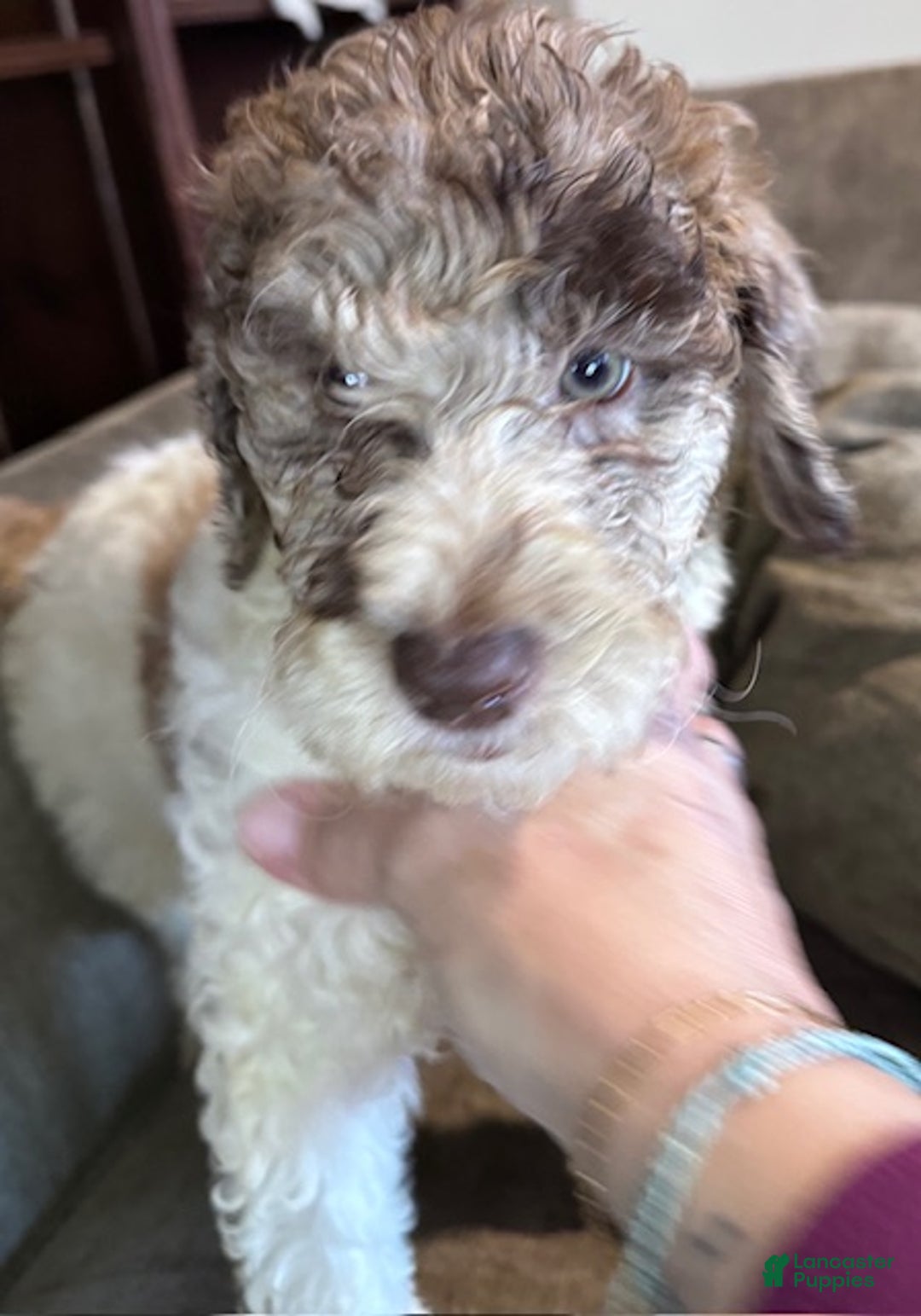 Standard Poodle dogs for sale: Standard Poodle Puppy 5 - Ad 1