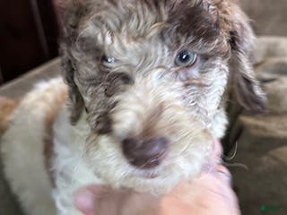 Standard Poodle dogs Standard Poodle Puppy 5 - Ad 11