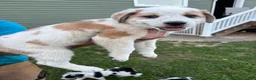 Mixed Breed dogs for sale: Harley - Ad 12