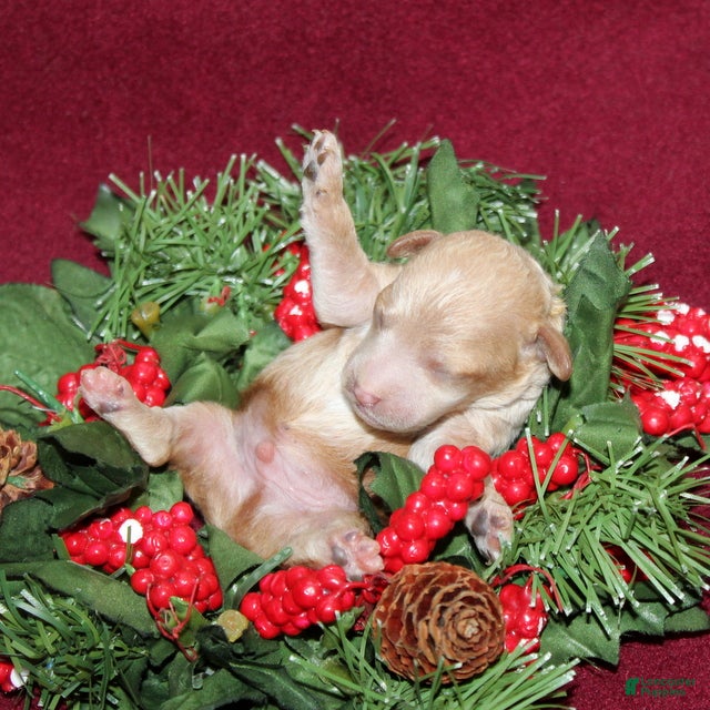 Miniature Poodle dogs Xavier - Ad 7