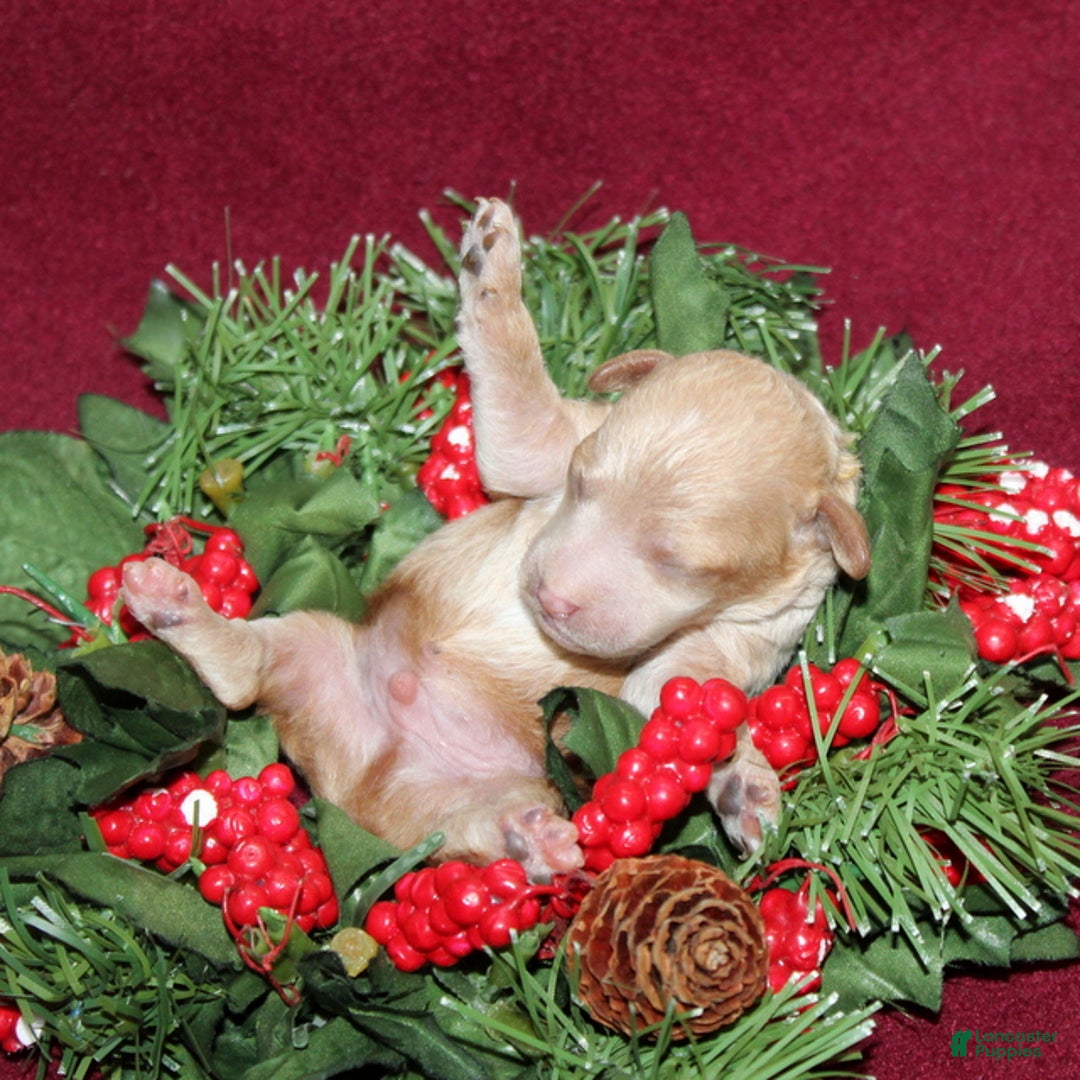 Miniature Poodle dogs for sale: Xavier - Ad 1