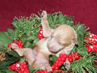 Miniature Poodle dogs Xavier - Ad 39