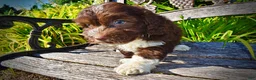 Havapoo dogs for sale: Baxter - Ad 6