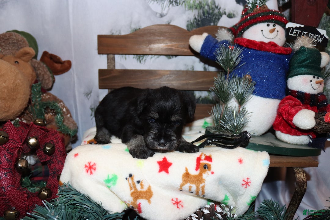 Miniature Schnauzer dogs for sale: stetson - Ad 2