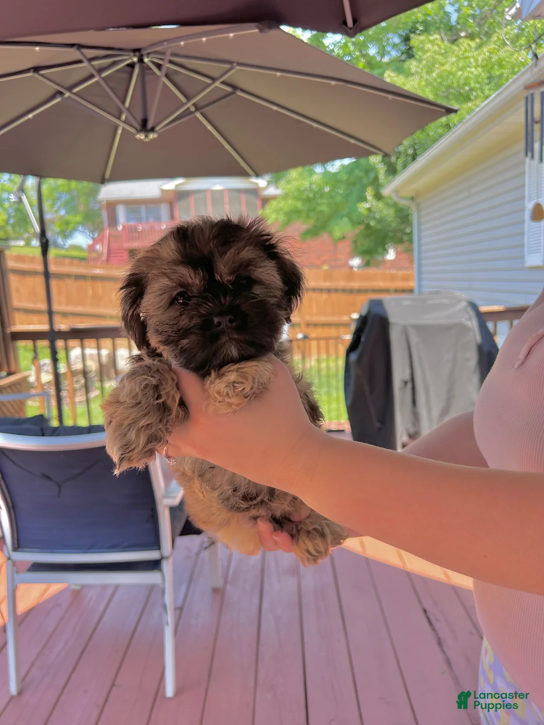 Shihpoo dogs for sale: Shihpoo Puppy 1 - Ad 1