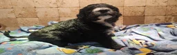 Sheepadoodle dogs for sale: Ebony - Ad 8