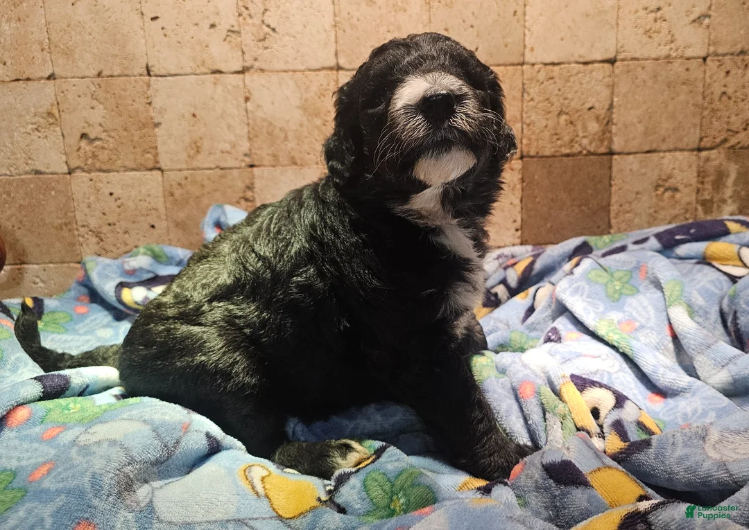 Sheepadoodle dogs for sale: Ebony - Ad 8