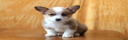 Welsh Corgi Pembroke dogs for sale: Sophie OFA Parents - Ad 1