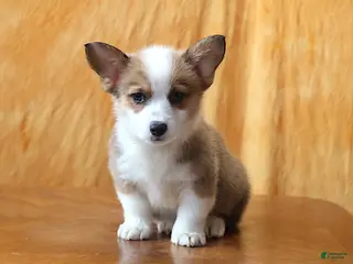 Welsh Corgi Pembroke dogs Sophie OFA Parents - Ad 15