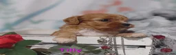 Cavapoo dogs for sale: Cavapoo 5 Tilly SOLD - Ad 8