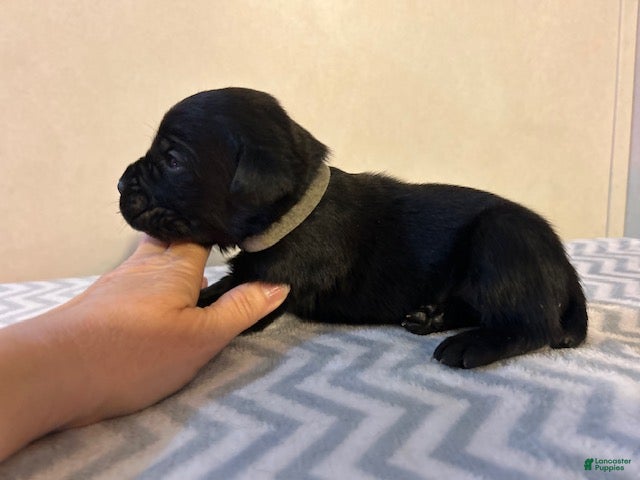 Cane Corso dogs Cane Corso Puppy 5 - Ad 2