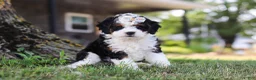 Mini Bernedoodle dogs for sale: Chloe - Ad 4