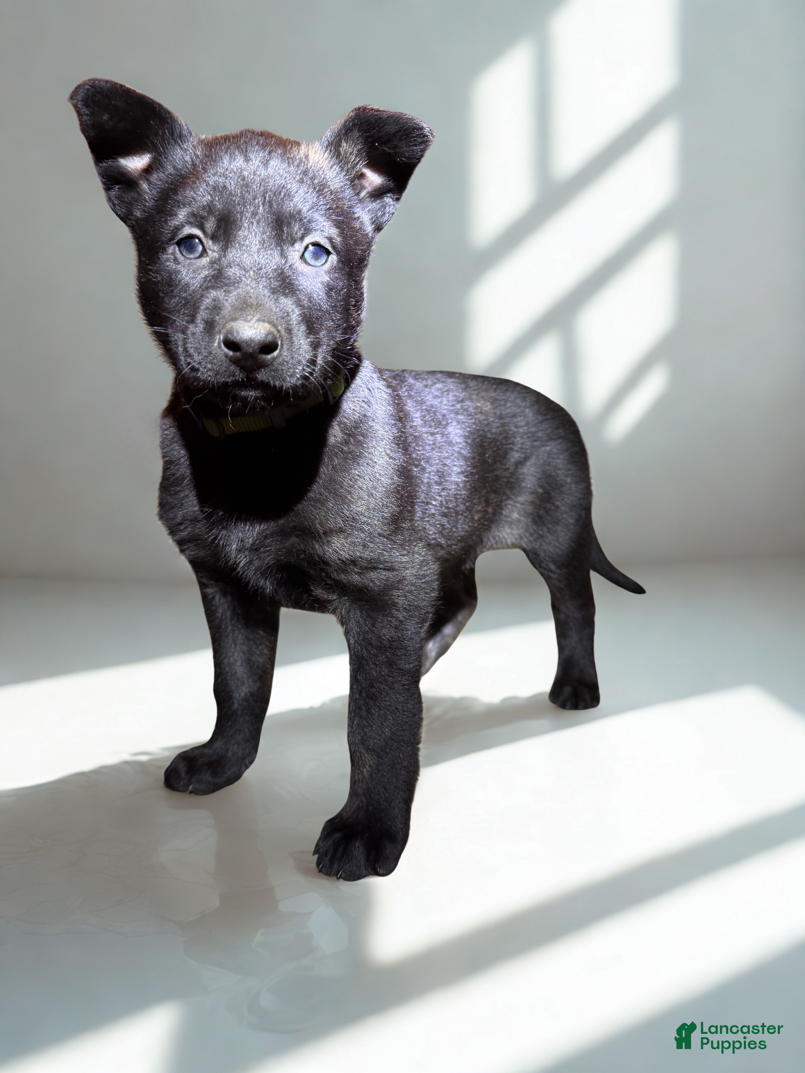 Mixed Breed dogs Green collar - Female Brindle - Ad 2