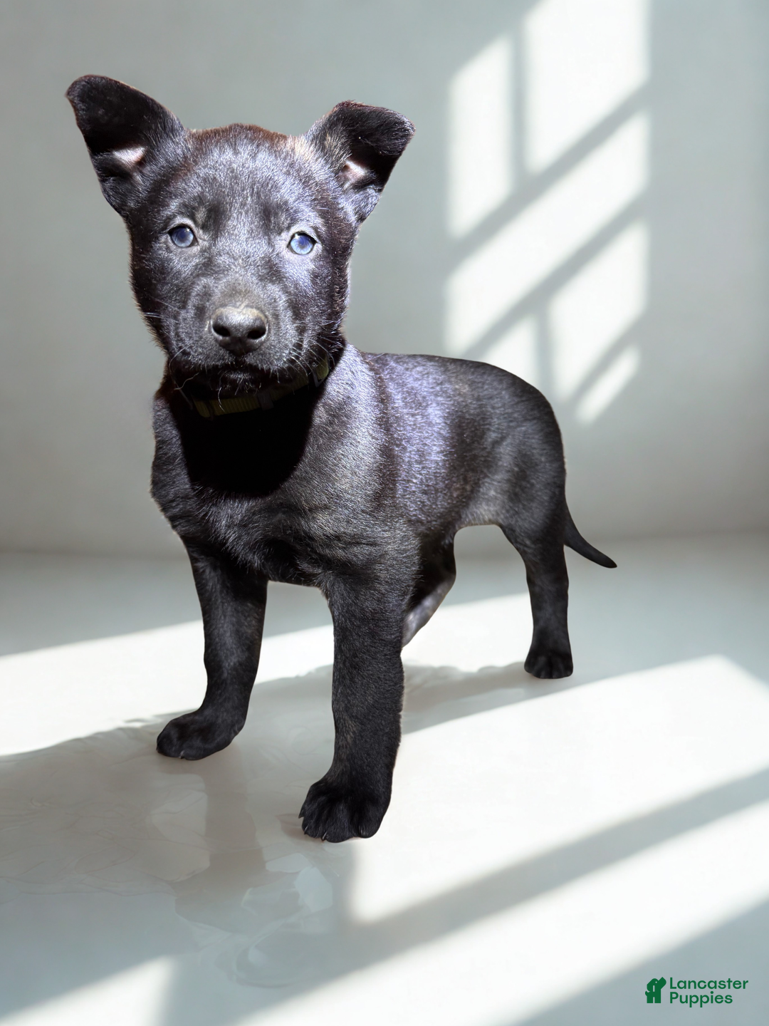 Mixed Breed dogs for sale: Green collar - Female Brindle - Ad 1