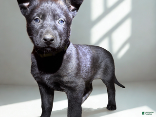 Mixed Breed dogs Green collar - Female Brindle - Ad 4