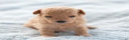 Maltipoo dogs for sale: Winston Maltipoo  - Ad 2