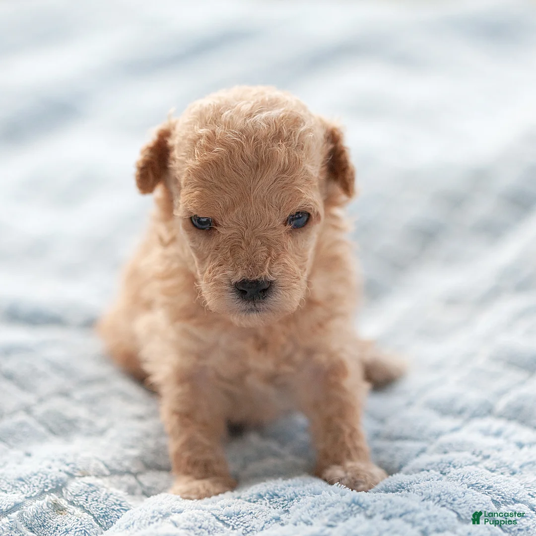 Maltipoo dogs for sale: Winston Maltipoo  - Ad 2