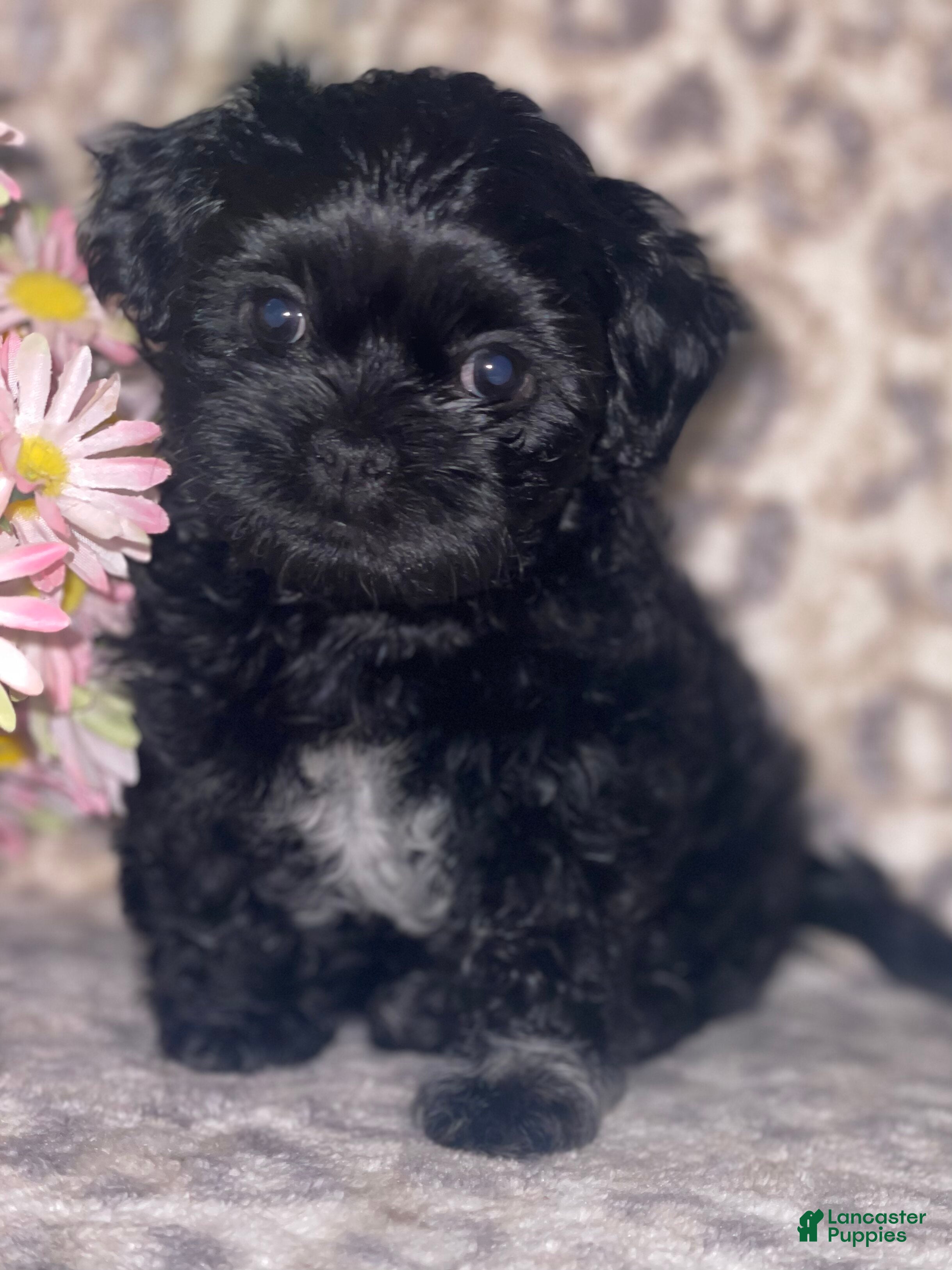 Teddy Bear dogs for sale: Teddy Bear Mindy - Ad 3