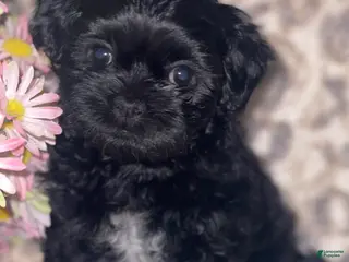 Teddy Bear dogs for sale: Teddy Bear Mindy - Ad 3