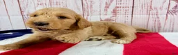 Goldendoodle dogs for sale: Teddy - Ad 3