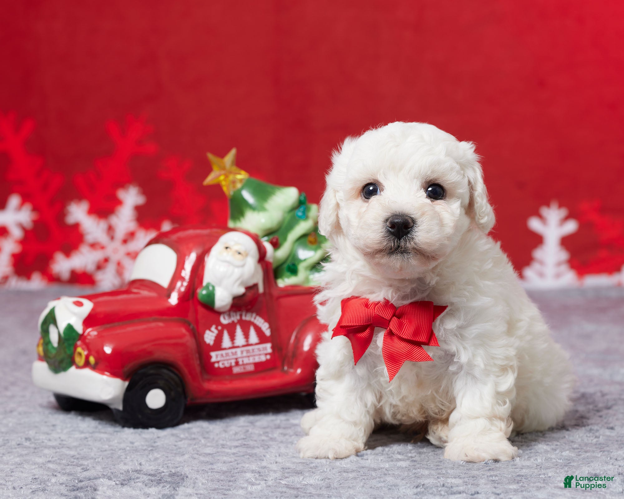 Bichon Frise dogs Frosty - Ad 14