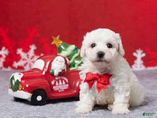 Bichon Frise dogs Frosty - Ad 33