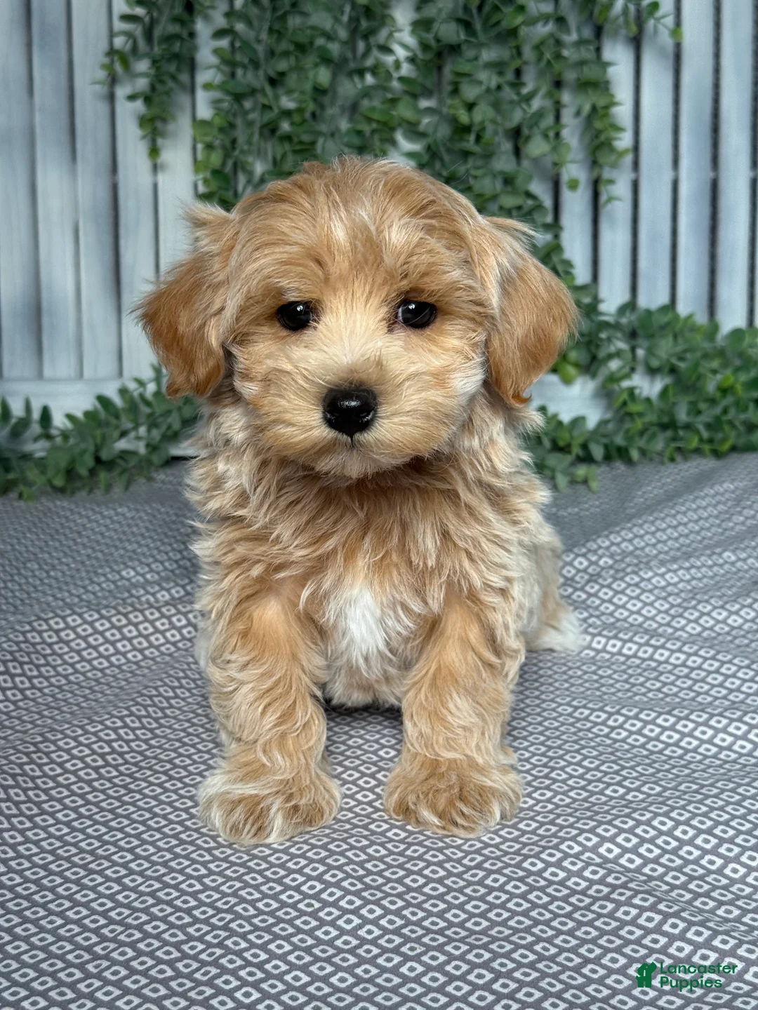 Maltipoo dogs for sale: Rocky - Ad 1