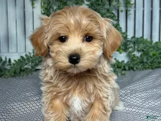 Maltipoo dogs for sale: Rocky - Ad 3