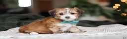 Morkie dogs for sale: Tyson - Ad 4