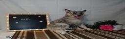 Australian Cattle Dog dogs for sale: Oreo - Ad 7