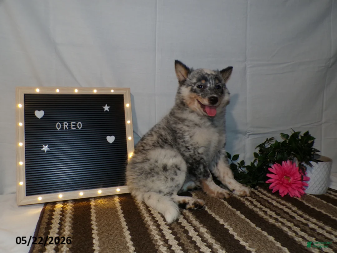 Australian Cattle Dog dogs for sale: Oreo - Ad 7