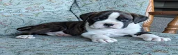 Boxer dogs for sale: Max - Ad 1