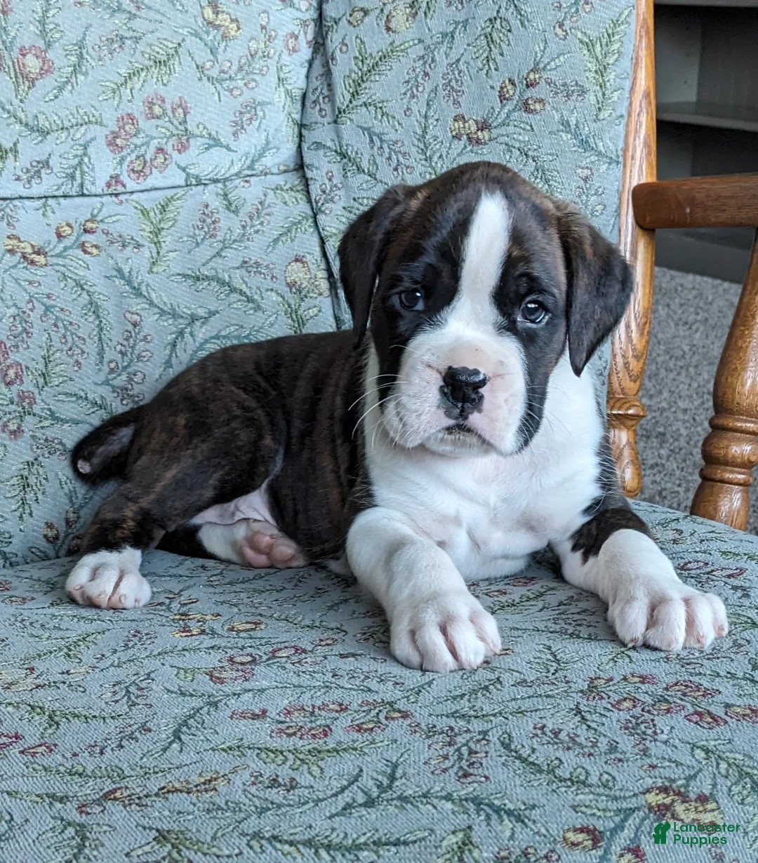 Boxer dogs for sale: Max - Ad 1