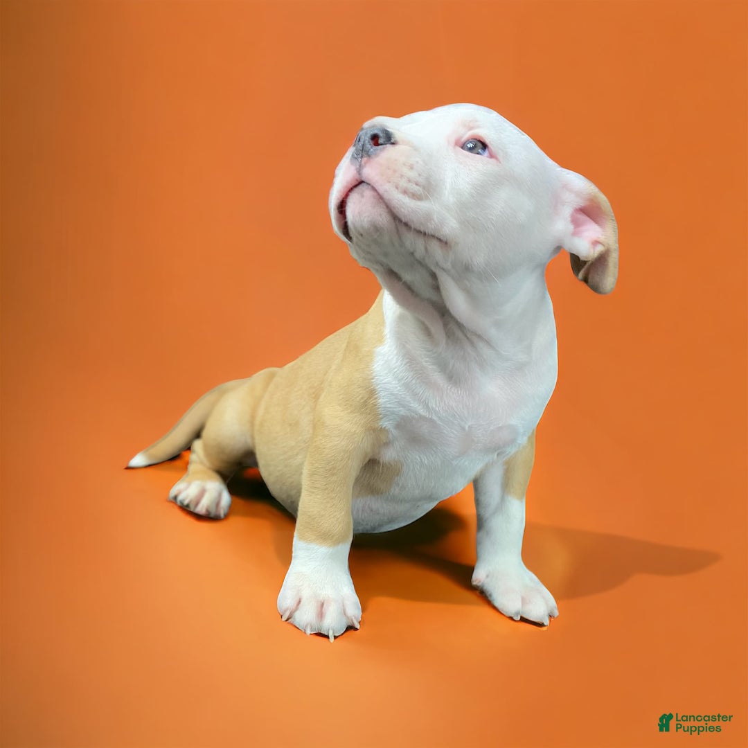 Gallery Image {{count}}