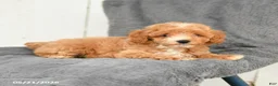 Toy Poodle dogs for sale: Lucy - Ad 4