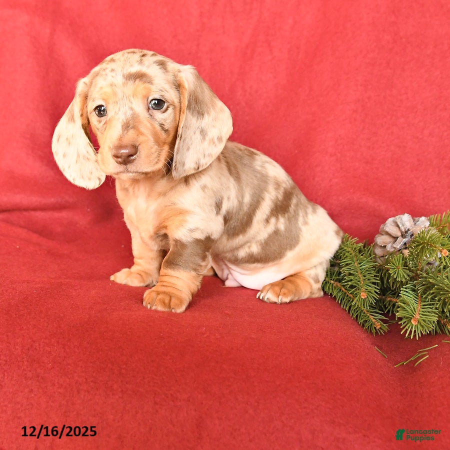 Dachshund dogs Rockey - Ad 26