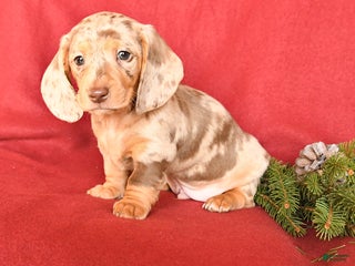 Dachshund dogs Rockey - Ad 26