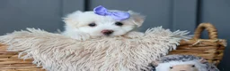 Maltese dogs for sale: PENNY - Ad 11