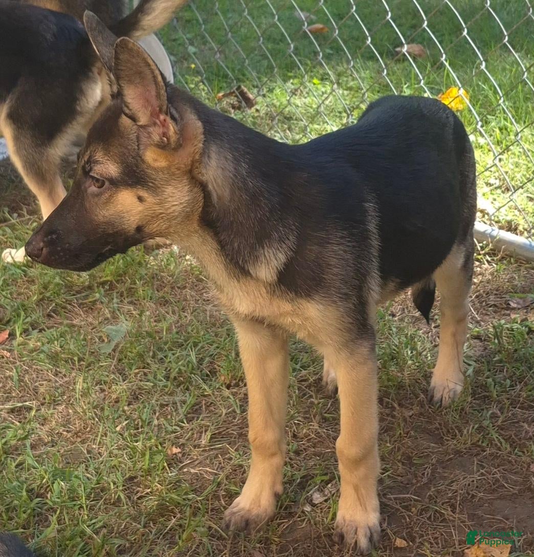 German Shepherd dogs for sale: German Shepherd 1 - Ad 2
