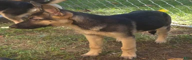German Shepherd 1