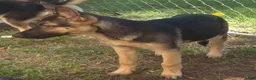 German Shepherd dogs for sale: German Shepherd 1 - Ad 1