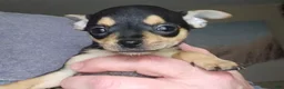 Chihuahua dogs for sale: Barry - Ad 3