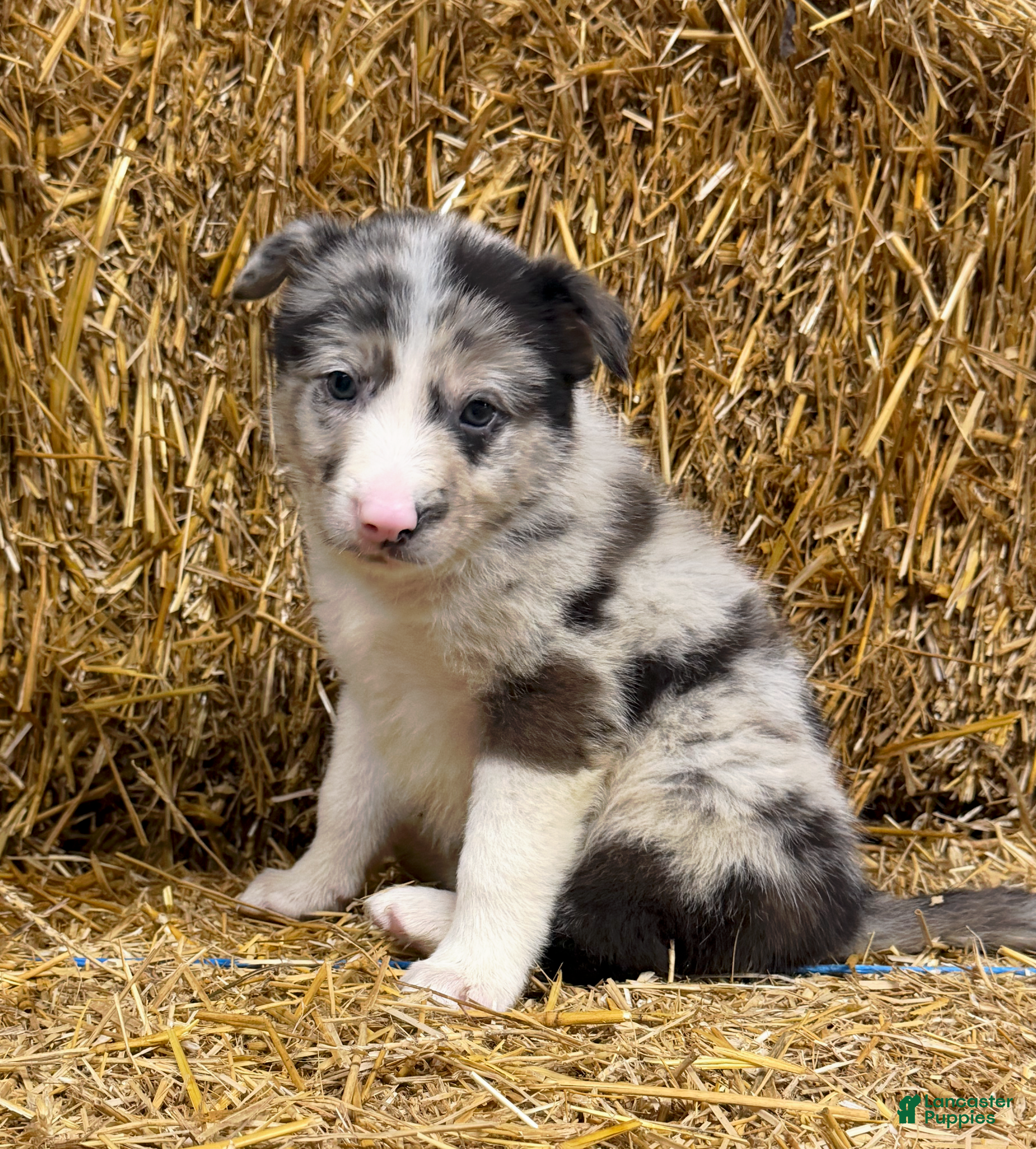 Border Collie dogs Ash - Ad 25